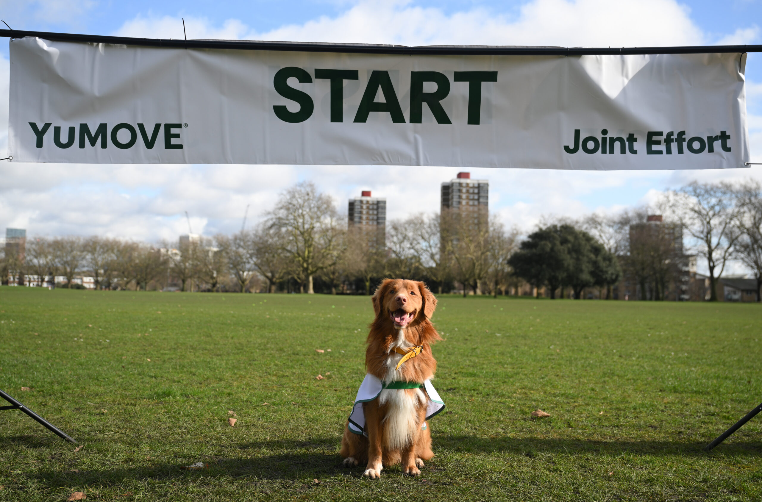 YuMOVE – Joint Effort